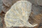 Fossil Ginkgo Leaf From North Dakota - Paleocene #234573-1